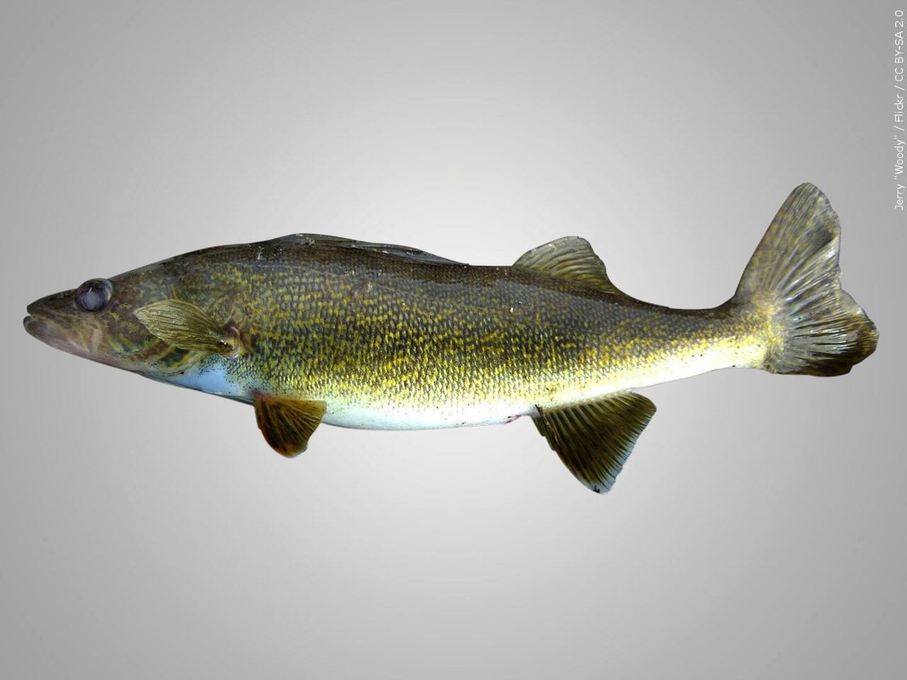 Walleye population decline in Oneida County spurs DNR meeting - Vimarsana News
