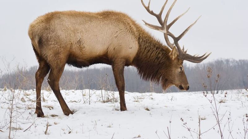 8350614 - a big bull elk searching for food in the snow on a snowy day.
