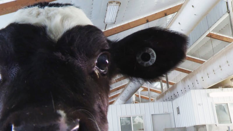 Calf on Dutch Dairy LLC in Thorp on January 1, 2020 (WSAW Photo)