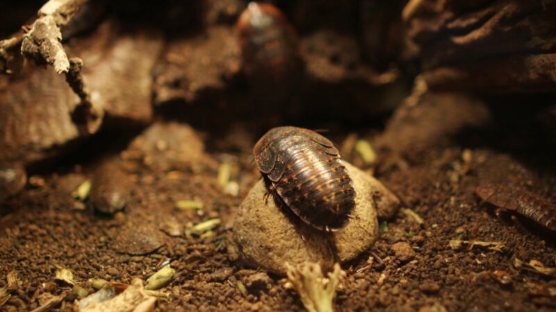 You can name a cockroach after your ex-partner for Valentine's Day.