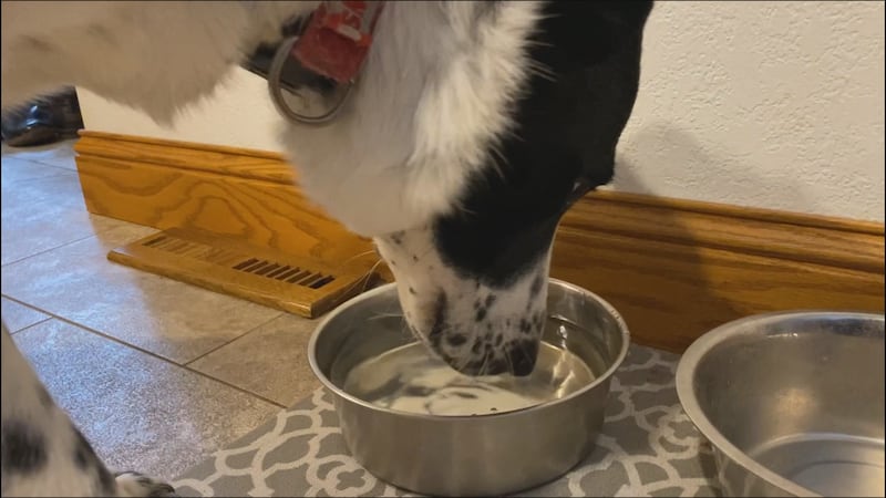 Researchers suggest using a filter for pets' water.