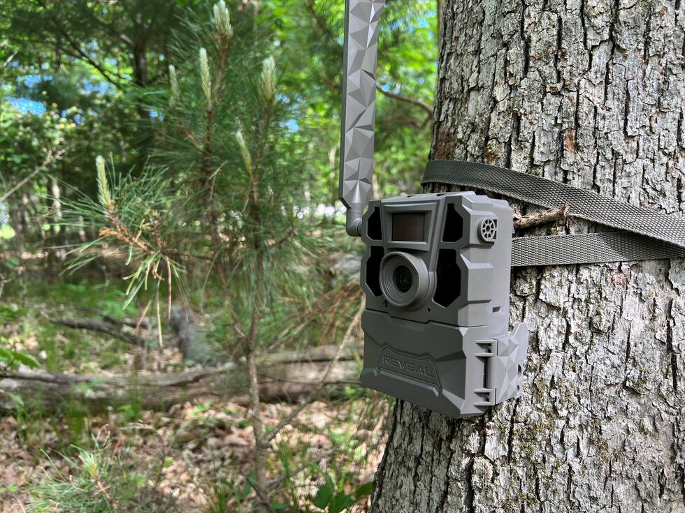 This is one of several trail cameras set up on the Judd's property to try to document the...