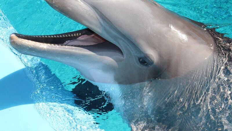 A dolphin named Maverick died Sept. 1 following treatment for a lung infection.