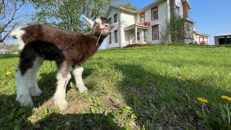 Petal is enjoying life on the farm in Edgerton