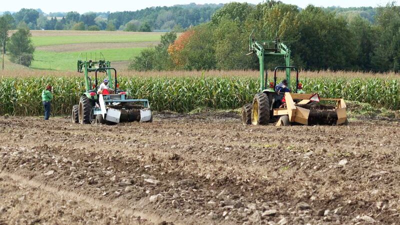 Foreign workers in the W-2A visa program work on Hsu Ginseng Farm fields in Wausau, September...