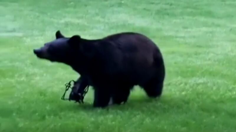 This black bear was spotted in Juneau County on Friday and Saturday with a trap stuck on its paw.