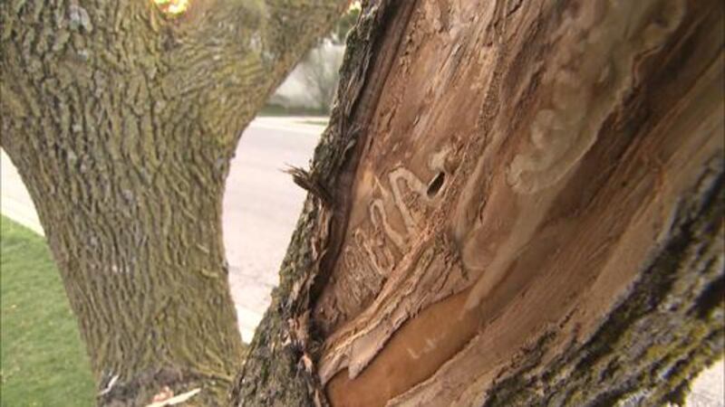 Identifying, protecting against Emerald Ash Borer