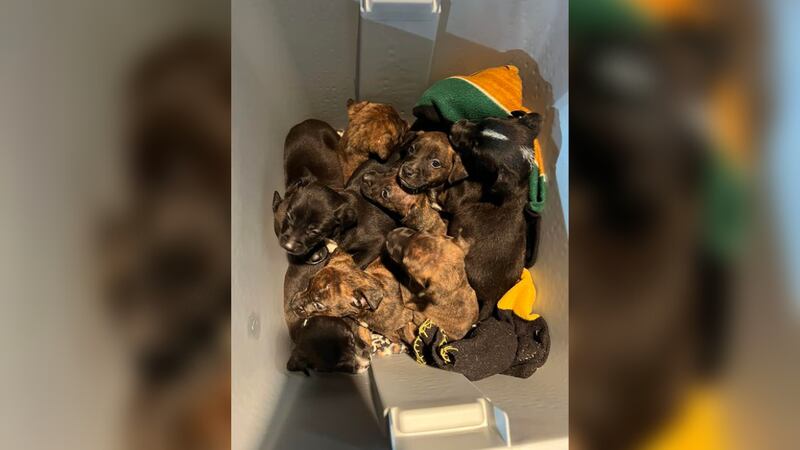 Tennessee officials said nine puppies were found in a cooler behind the Linden Firehall.