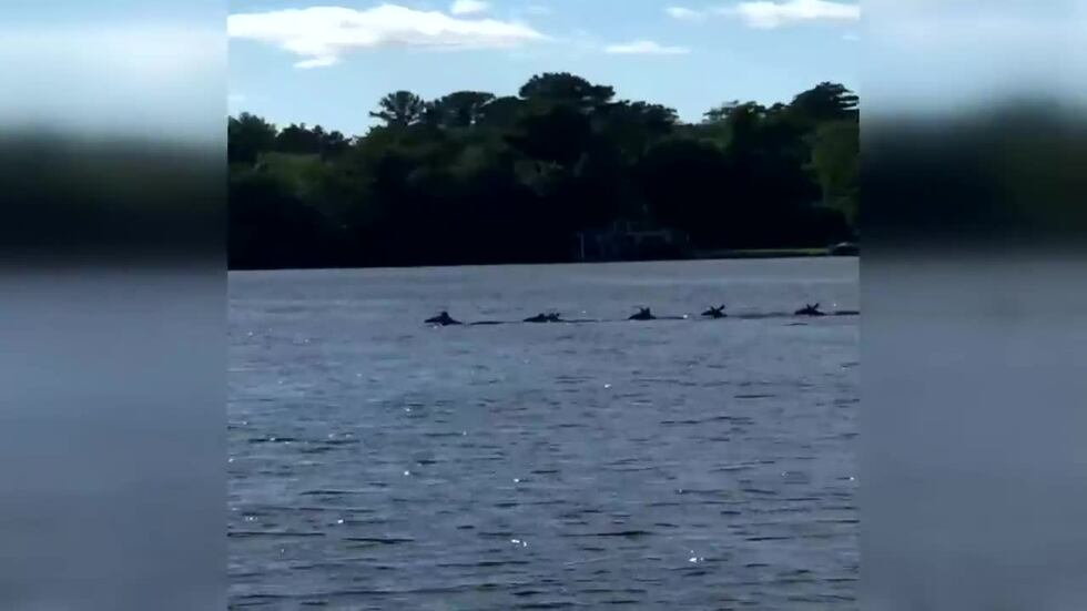 The Palan family of Janesville was on vacation up north and spotted the deer taking a dip