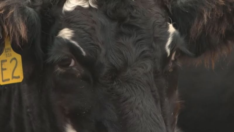 Nearly 12%; that’s the price increase for meats, poultry, fish and eggs over the last year,...