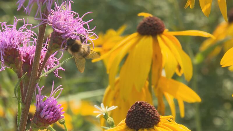 The rain garden will help the environments and provide a learning opportunity for students.